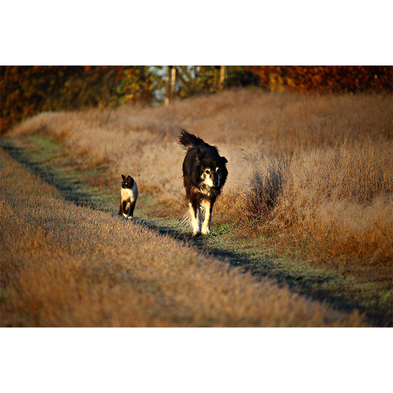 Lovely Border Collie Mural Wall Decor Living Room Wall Covering for Decoration