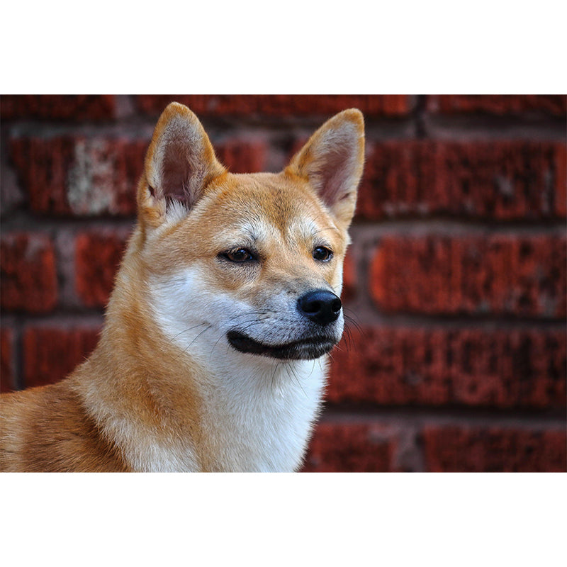 Shiba Inu Mural Environment Friendly Wallpaper Home Decoration for Bedroom