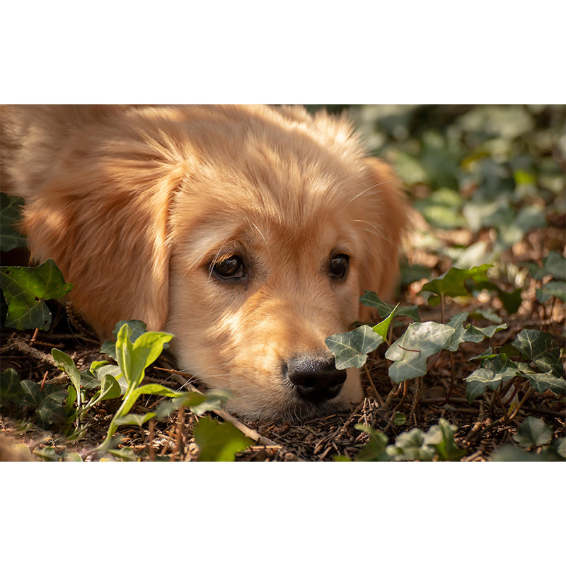 Lovely Golden Retriever Mural Wall Decor Living Room Wall Covering for Decoration