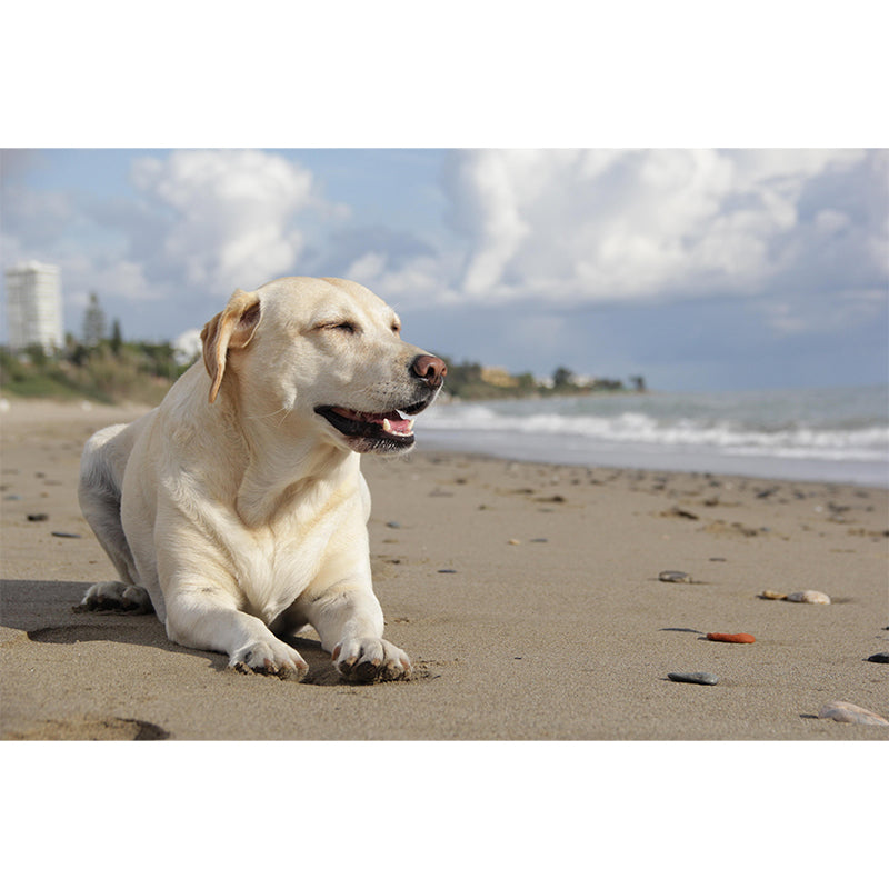 Lovely Labrador Mural Wall Decor Living Room Wall Covering for Decoration