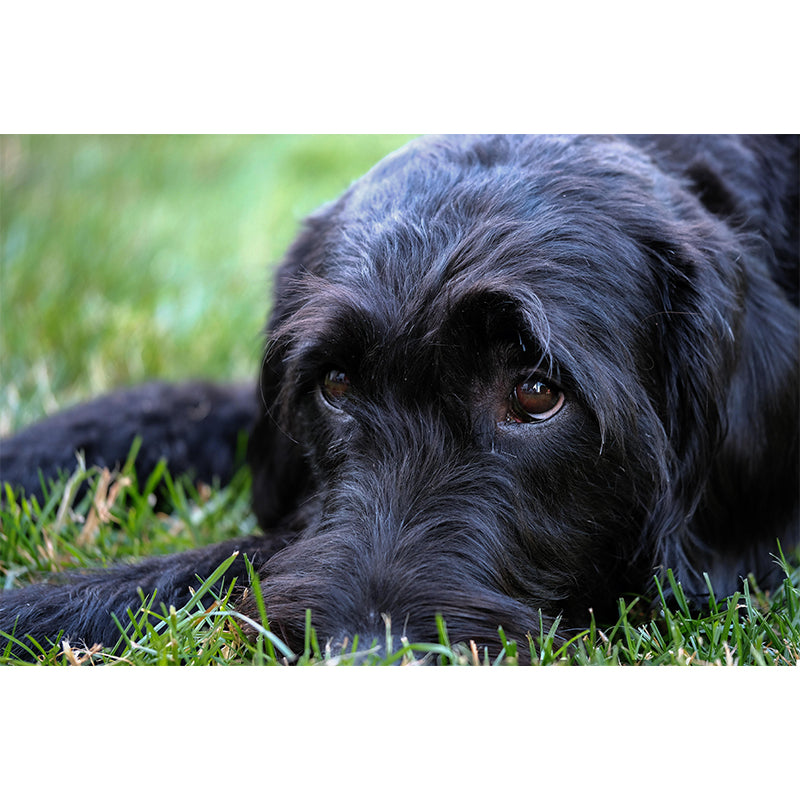 Contemporary Schnauzer Wall Decor Living Room Wall Covering Mural for Decoration