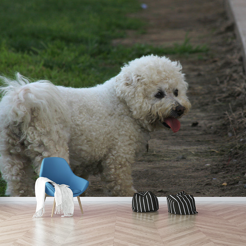 Horizontal Photography Bichon Frise Mural Stain Resistant Wall Art for Living Room