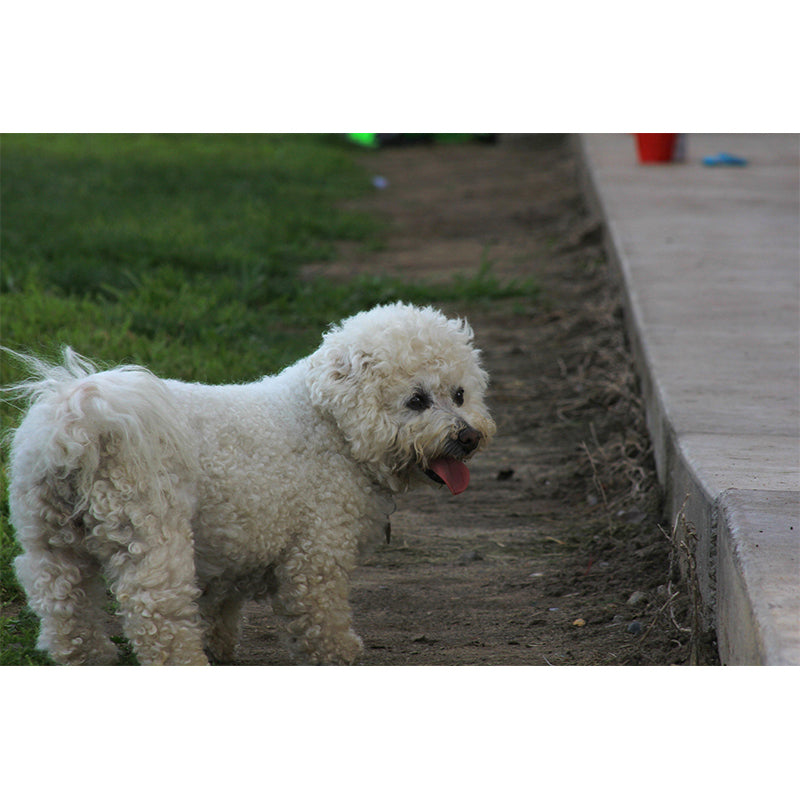 Horizontal Photography Bichon Frise Mural Stain Resistant Wall Art for Living Room