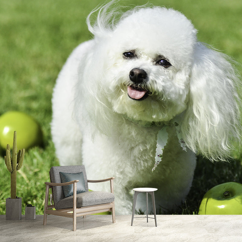 Horizontal Photography Bichon Frise Mural Stain Resistant Wall Art for Living Room