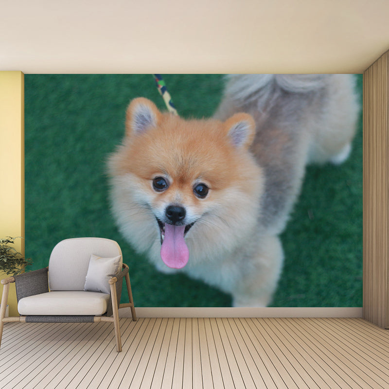 Horizontal Photography Pomeranian Mural Stain Resistant Wall Art for Living Room