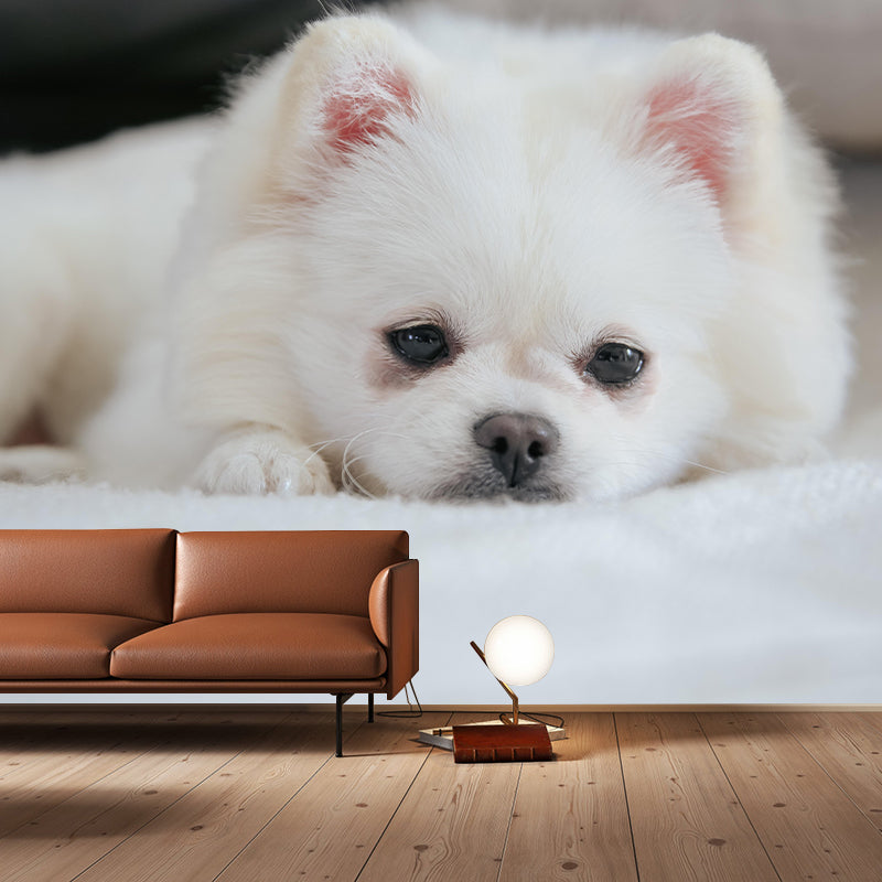 Horizontal Photography Pomeranian Mural Stain Resistant Wall Art for Living Room