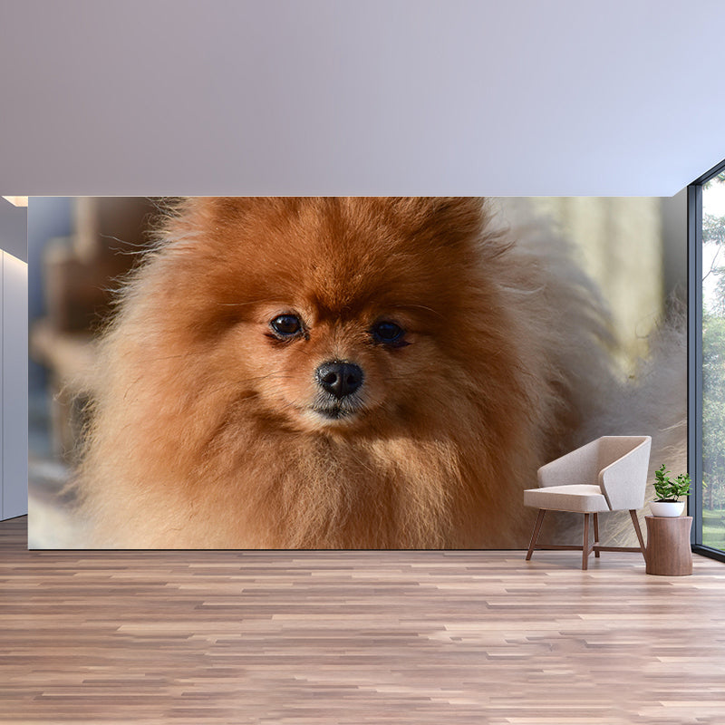 Horizontal Photography Pomeranian Mural Stain Resistant Wall Art for Living Room