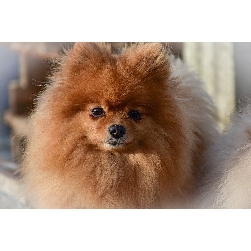 Horizontal Photography Pomeranian Mural Stain Resistant Wall Art for Living Room