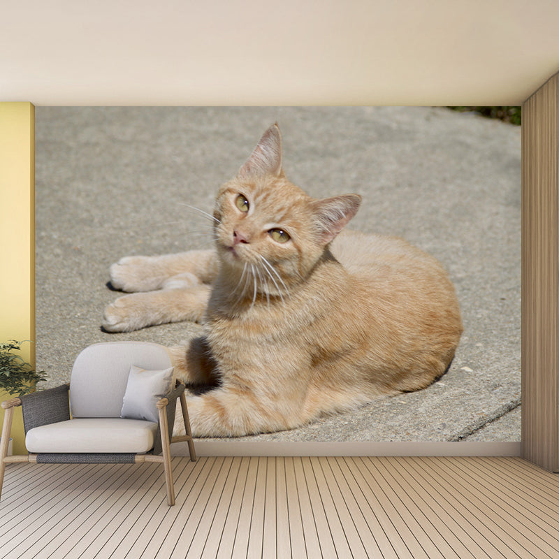 Horizontal Photography Orange Cat Mural Stain Resistant Wall Art for Living Room
