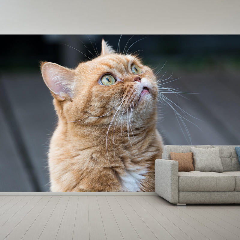 Horizontal Photography Orange Cat Mural Stain Resistant Wall Art for Living Room