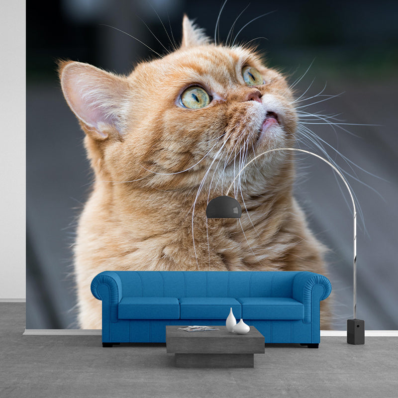 Horizontal Photography Orange Cat Mural Stain Resistant Wall Art for Living Room