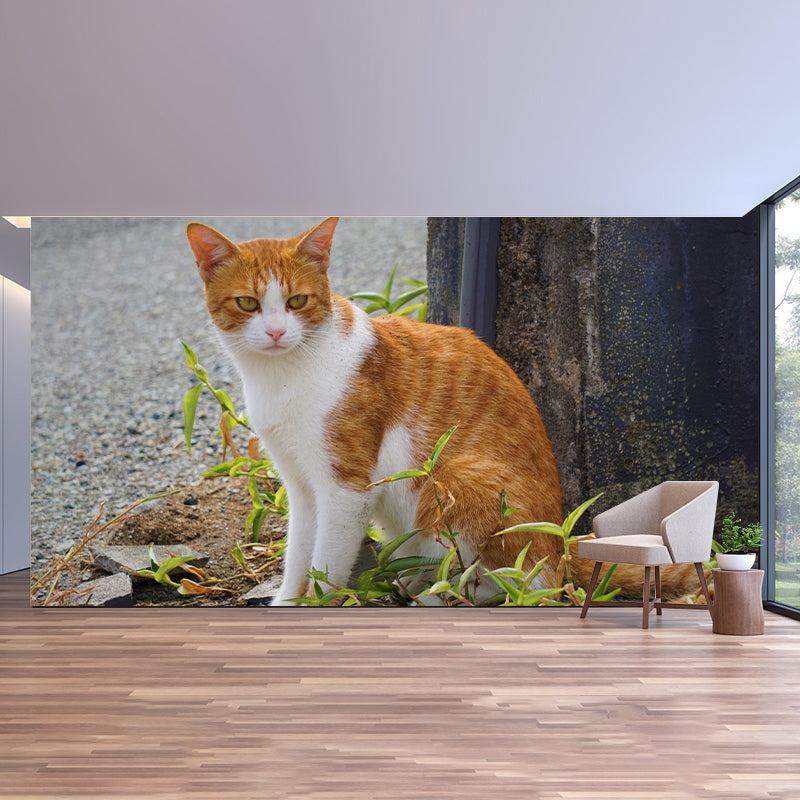 Horizontal Photography Orange Cat Mural Stain Resistant Wall Art for Living Room