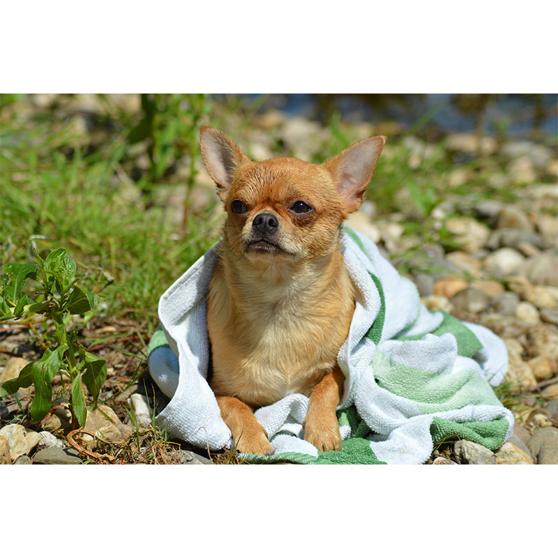 Horizontal Photography Chihuahua Mural Stain Resistant Wall Art for Living Room