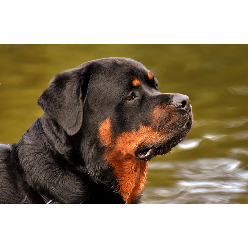 Horizontal Photography Rottweiler Mural Stain Resistant Wall Art for Living Room