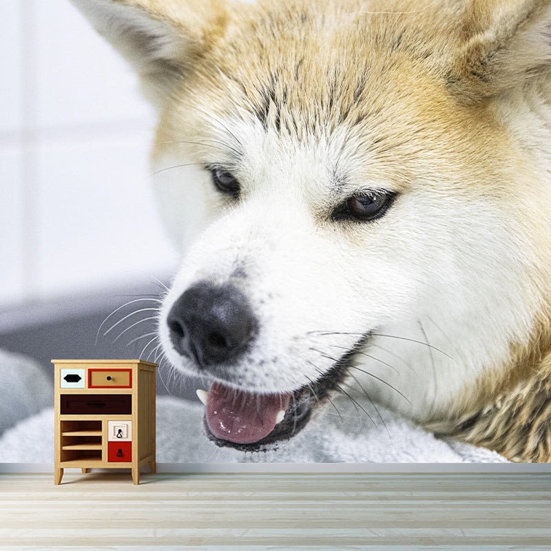 Horizontal Photography Akita Dog Mural Stain Resistant Wall Art for Living Room