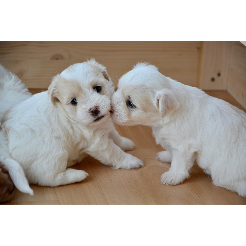 Horizontal Photography Puppy Mural Stain Resistant Wall Art for Living Room