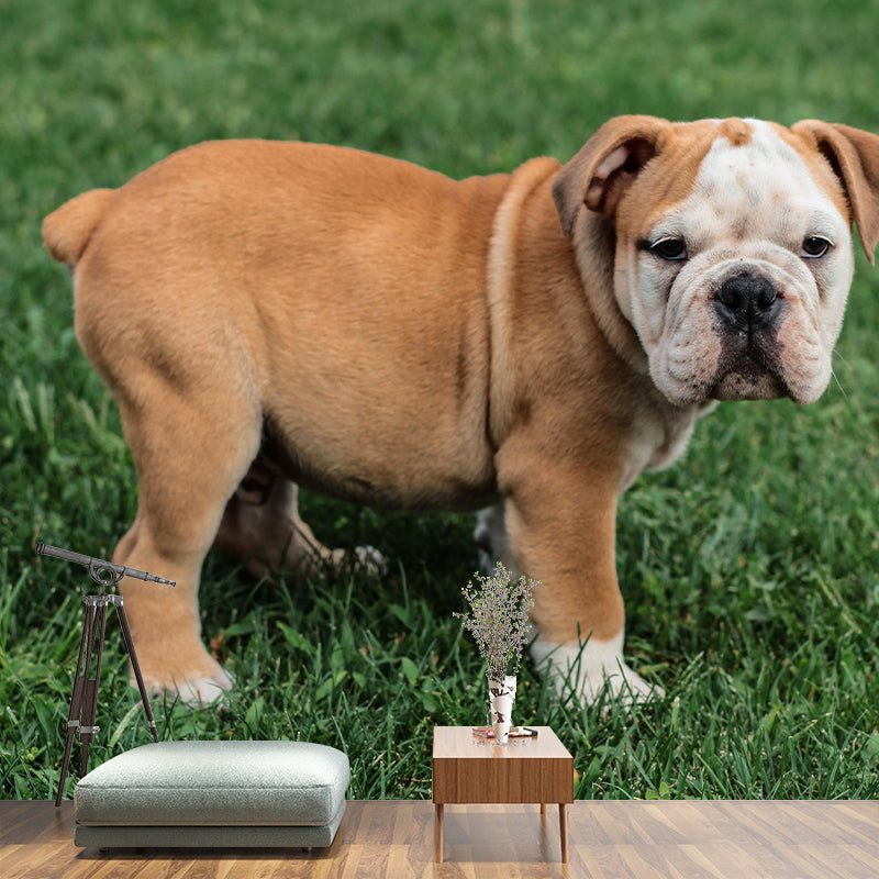 Horizontal Photography English Bulldog Mural Stain Resistant Wall Art for Home