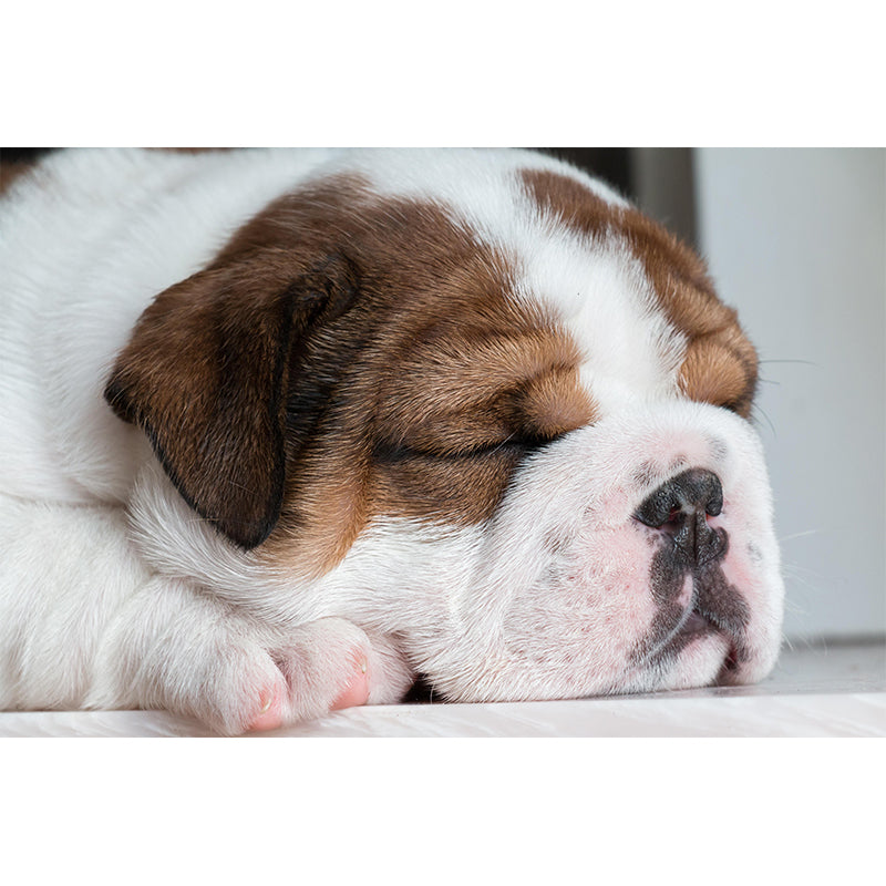 Horizontal Photography English Bulldog Mural Stain Resistant Wall Art for Home