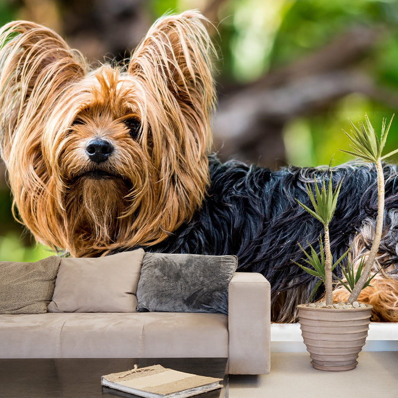 Horizontal Photography Yorkshire Terrier Mural Stain Resistant Wall Art for Bedroom