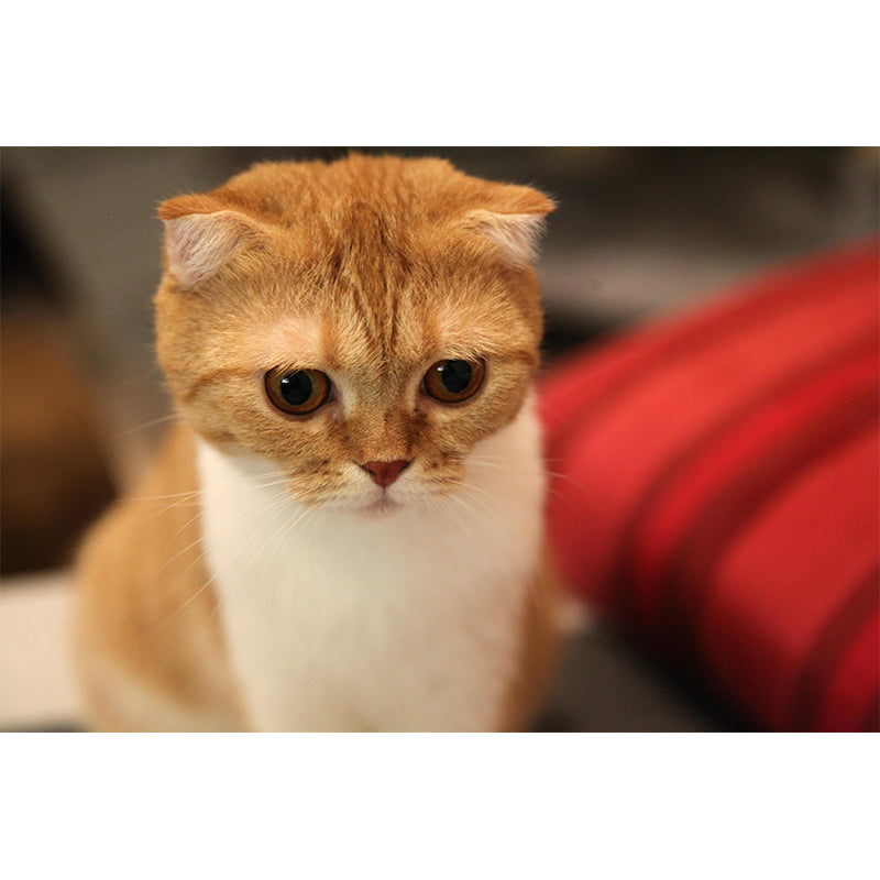 Contemporary Folds Cat Mural Environment Friendly Wall Art for Living Room