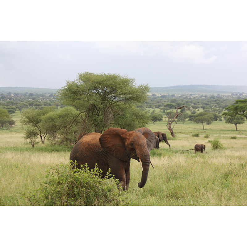 Customized Elephant Wall Mural Horizontal Photography for Sleeping Room Decoration