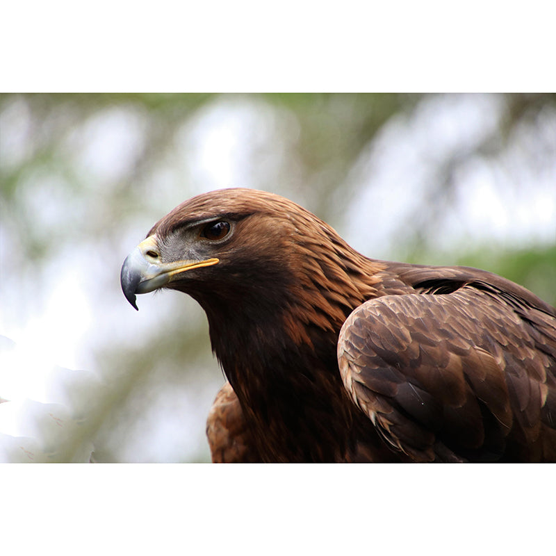 Customized Golden Eagle Mural Horizontal Photography for Sleeping Room Decoration
