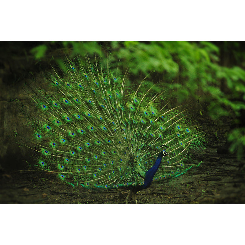 Soft Color Peacock Mural Contemporary Photography for Living Room Decoration