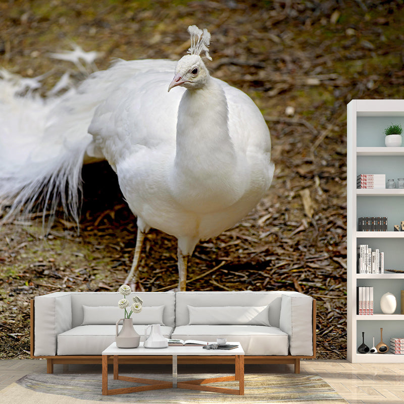 Beautiful Peacock Mural Contemporary Photography for Living Room Decoration