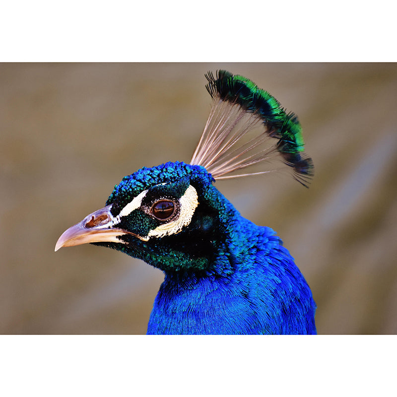 Peacock Portrait Mural Contemporary Photography for Living Room Decoration
