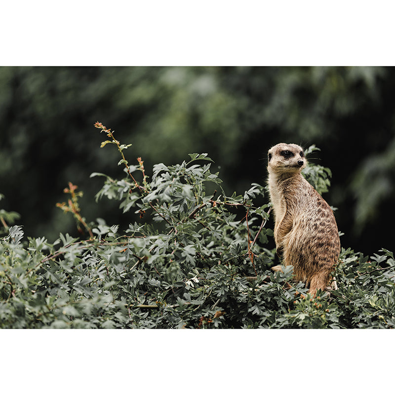 Customized Meerkat Wall Mural Horizontal Photography for Sleeping Room Decoration