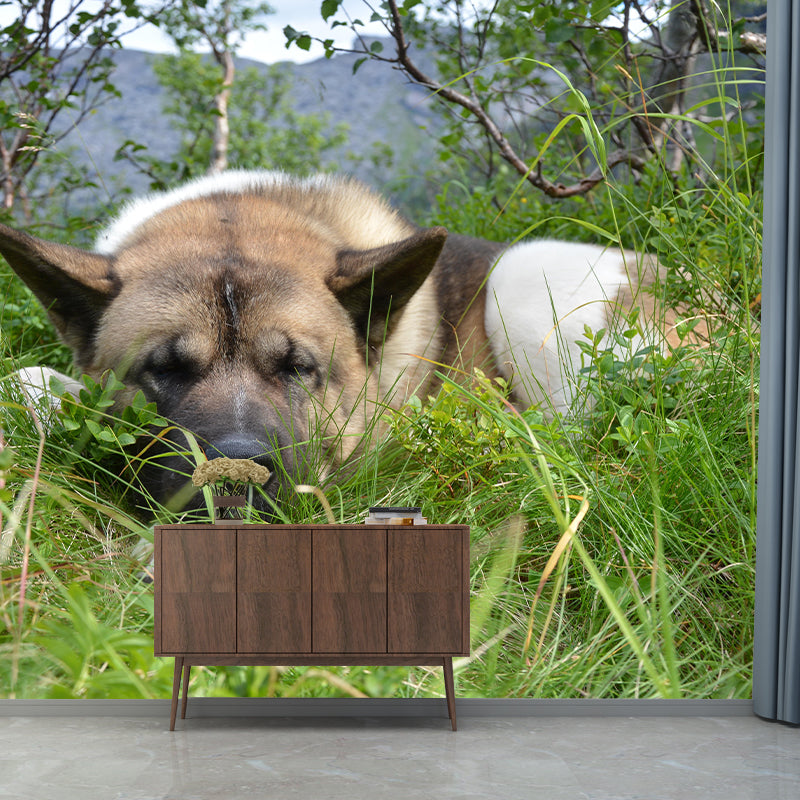 Customized Fierce Akita Wall Mural Horizontal Photography for Sleeping Room Decoration
