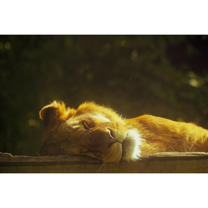 Customized Lion Wall Mural Horizontal Photography for Sleeping Room Decoration