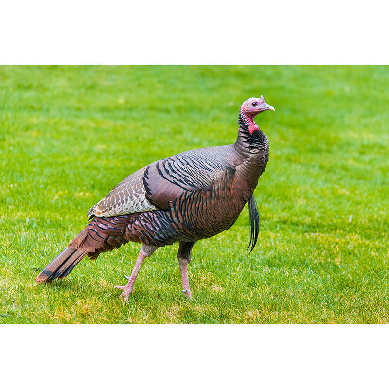Customized Wild Turkey Wall Mural Horizontal Photography for Sleeping Room