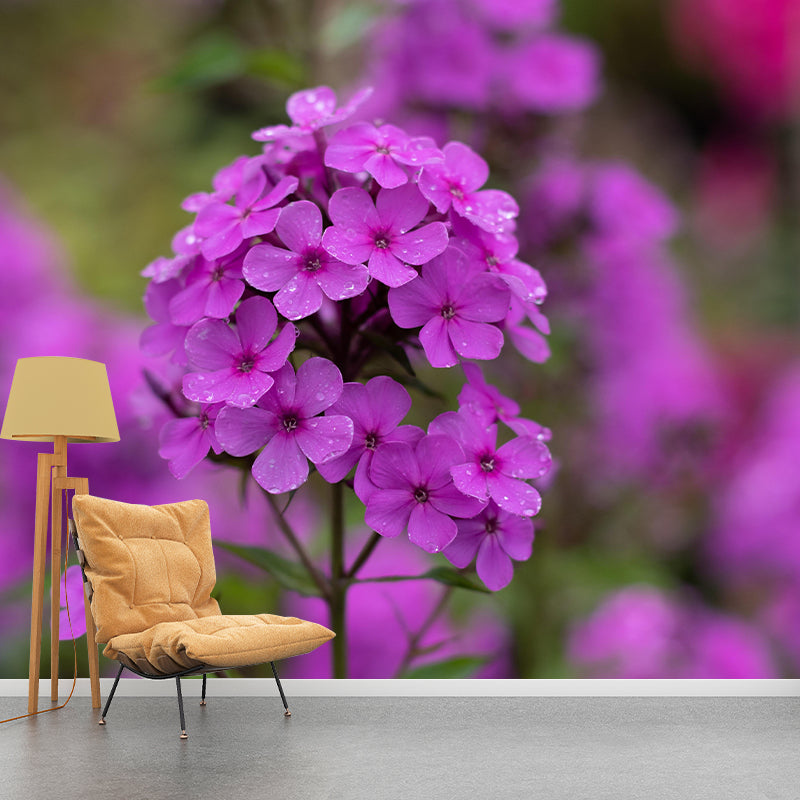 Customized Phlox Flower Wall Mural Horizontal Photography for Sleeping Room