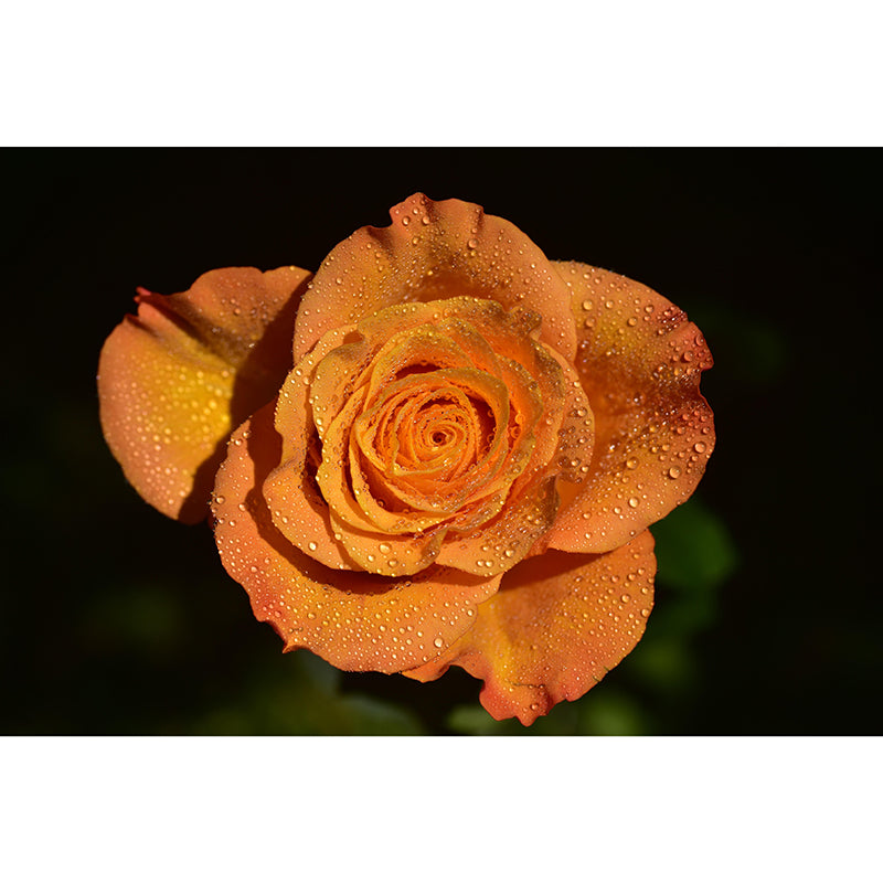 Customized Water Drop Flower Mural Horizontal Photography for Sleeping Room