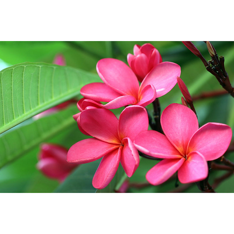 Customized Plumerias Flower Wall Mural Horizontal Photography for Sleeping Room Decoration