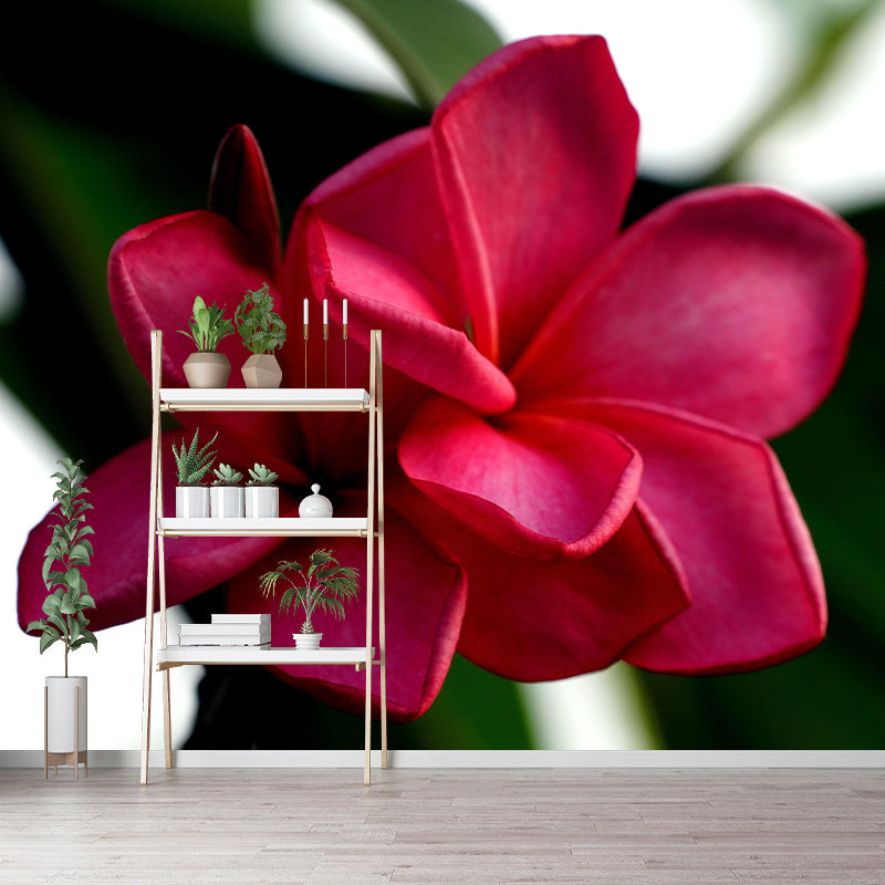 Customized Plumerias Flower Wall Mural Horizontal Photography for Sleeping Room Decoration