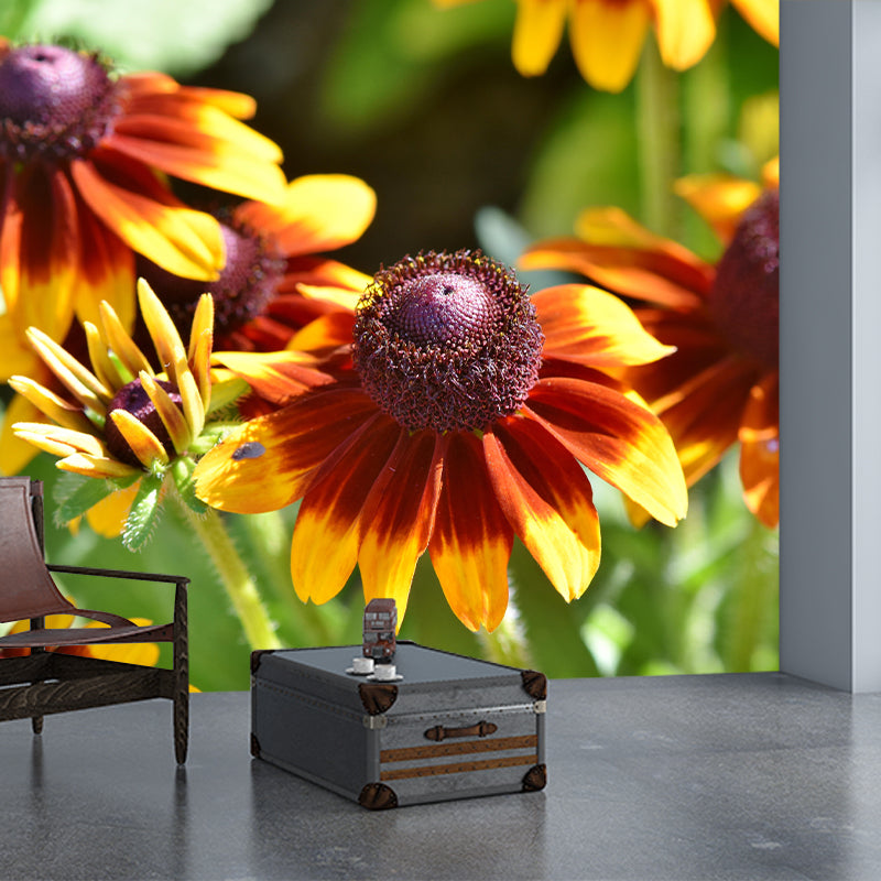 Cone Flower Blooming Mural Contemporary Photography for Living Room Decoration