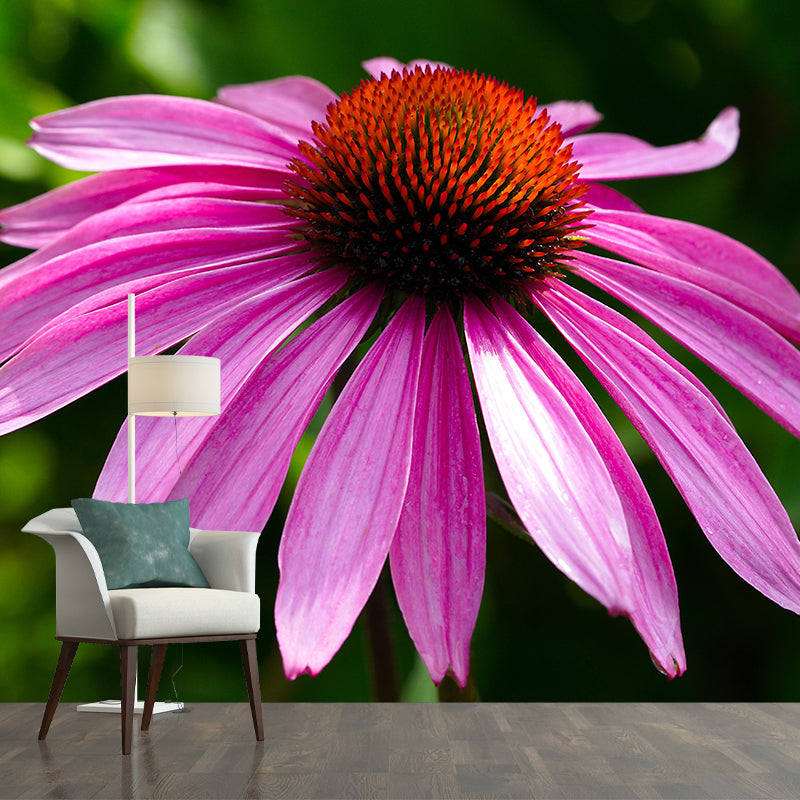 Cone Flower Blooming Mural Contemporary Photography for Living Room Decoration
