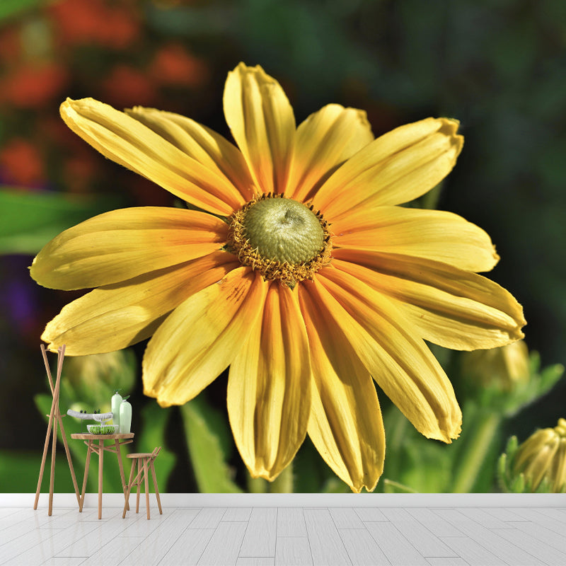 Cone Flower Blooming Mural Contemporary Photography for Living Room Decoration