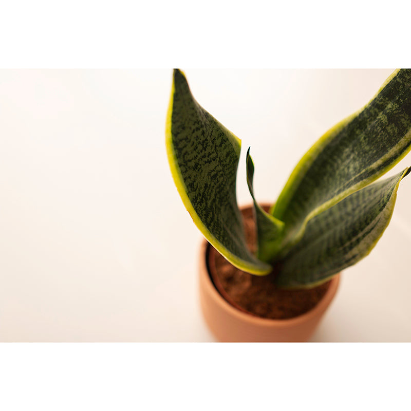 Plant Indoor Decorations Mural Wallpaper for Sleeping Room, Mildew Resistant