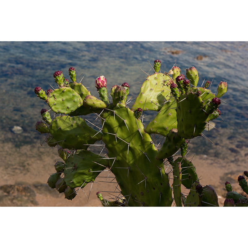 Prickly Cactus Minimalism Style Mural Wallpaper for Reading Room, Customized Size Available