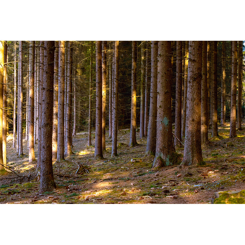 Contemporary Moisture Resistant Forest Mural Wall Covering for House Wall Decor