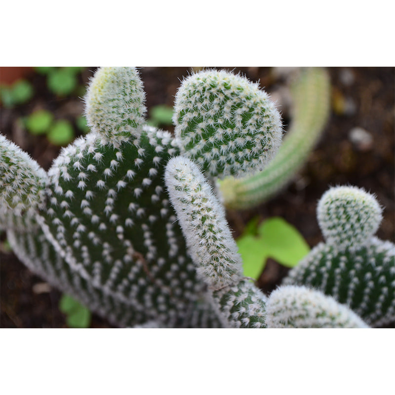 Cactus Plant Minimalist Wall Covering for Living Room, Customized Size Available