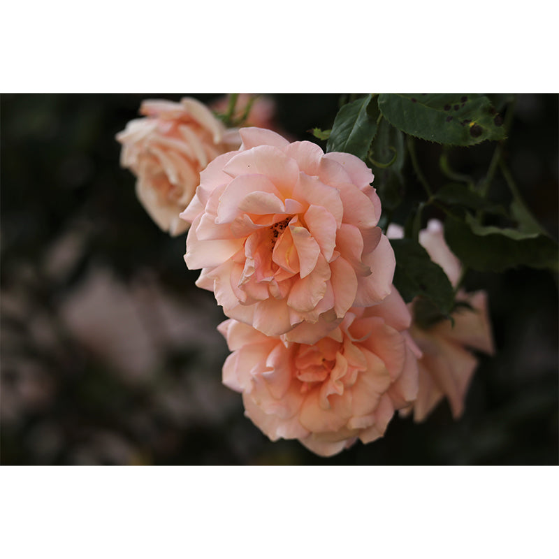 Bright Roses Mural Wallpaper Water-Resistant Wall Covering for Living Room