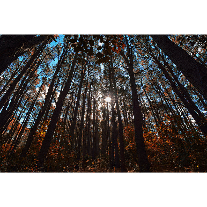 Forest Scenery Moisture Resistant Living Room Wall Decor, Custom Size Available