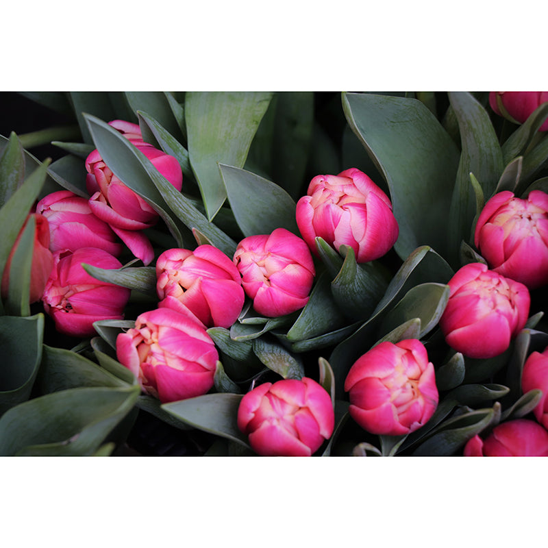 Tulip Minimalism Style Mural Wallpaper for Sleeping Room, Moisture Resistant