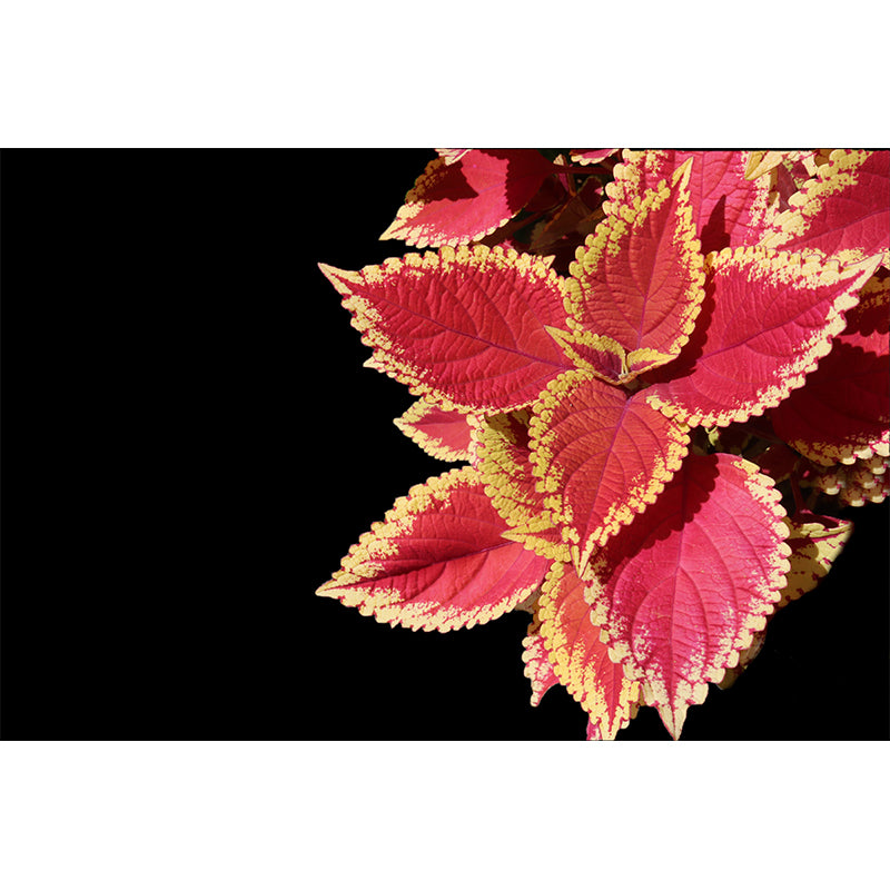 Coleus Plant Wall Mural Eco-friendly Customized Wall Covering for Sitting Room