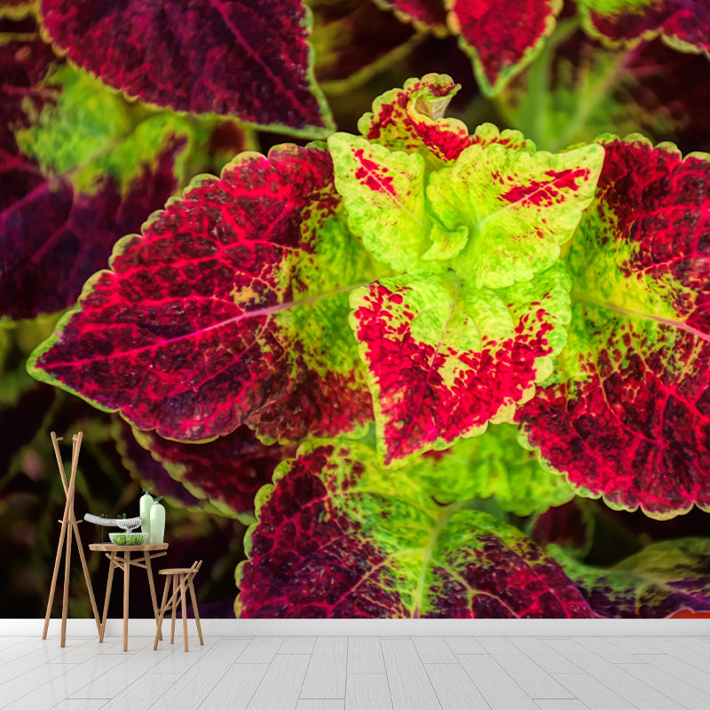 Coleus Plant Wall Mural Eco-friendly Customized Wall Covering for Sitting Room