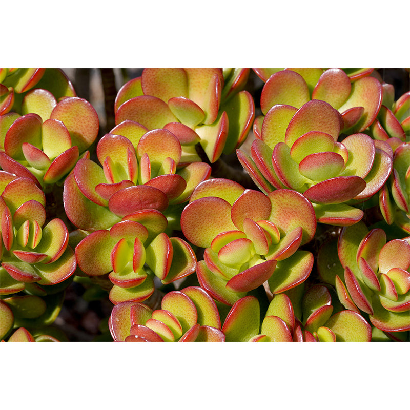 Green Plants Photography Murals Wallpaper Moisture Resistant for Bedroom